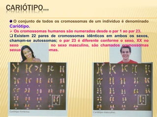 CARIÓTIPO…
O conjunto de todos os cromossomas de um indivíduo é denominado
Cariótipo.
 Os cromossomas humanos são numerados desde o par 1 ao par 23.
 Existem 22 pares de cromossomas idênticos em ambos os sexos,
chamam-se autossomas; o par 23 é diferente conforme o sexo, XX no
sexo feminino e XY no sexo masculino, são chamados cromossomas
sexuais ou heterossomas.
 