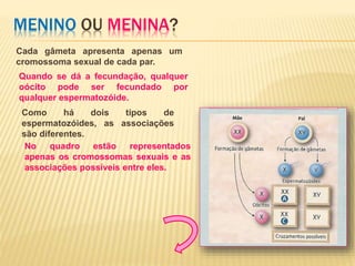 MENINO OU MENINA?
Cada gâmeta apresenta apenas um
cromossoma sexual de cada par.
Quando se dá a fecundação, qualquer
oócito pode ser fecundado por
qualquer espermatozóide.
Como há dois tipos de
espermatozóides, as associações
são diferentes.
No quadro estão representados
apenas os cromossomas sexuais e as
associações possíveis entre eles.
 