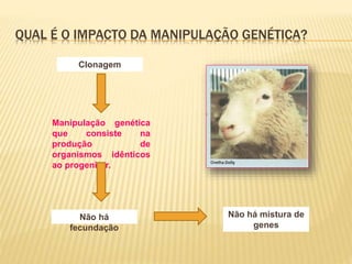 QUAL É O IMPACTO DA MANIPULAÇÃO GENÉTICA?
Clonagem
Manipulação genética
que consiste na
produção de
organismos idênticos
ao progenitor.
Não há
fecundação
Não há mistura de
genes
 