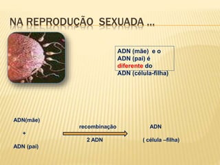 NA REPRODUÇÃO SEXUADA …
ADN(mãe)
recombinação ADN
+
2 ADN ( célula –filha)
ADN (pai)
ADN (mãe) e o
ADN (pai) é
diferente do
ADN (célula-filha)
 