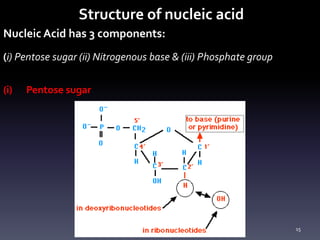 4-Nucleic Acids.ppt