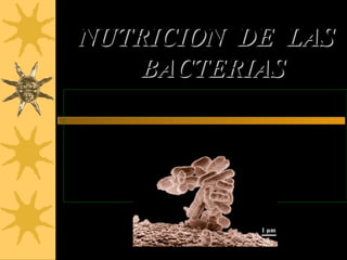 NUTRICION DE LAS
    BACTERIAS
 