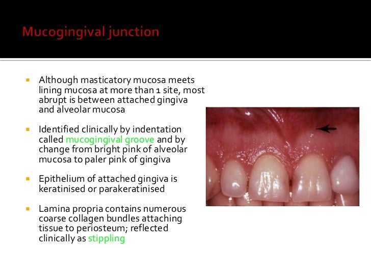 oral mucous membrane