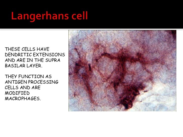 oral mucous membrane