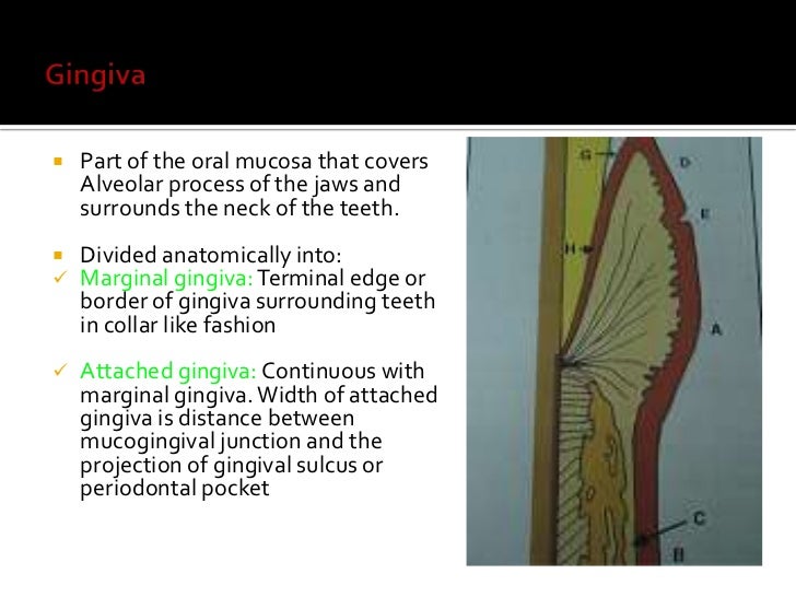 oral mucous membrane