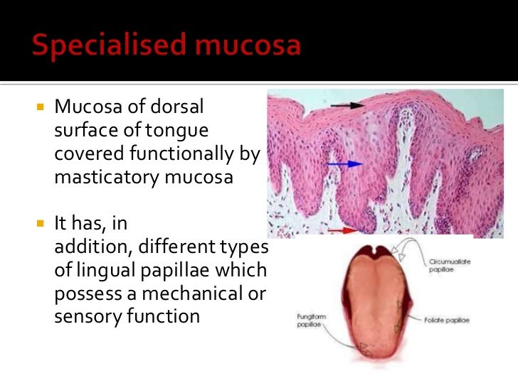 oral mucous membrane