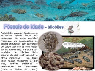 O tempo emGeologia – datação relativa de rochas
As trilobites eram artrópodes (como
as aranhas, lagostas, insectos, etc)
exclusivos do meio marinho!
Possuíam um exoesqueleto de
quitina endurecido com carbonato
de cálcio (por isso os seus fósseis
são tão abundantes!). A maioria das
espécies de trilobites tinha
sistema de visã muito apurado e
olhos complexos. O seu tórax
tinha muitos segmentos e, por
isso, podiam enrolar-se e
defender-se dos predadores
(como os bichos da conta!).
 