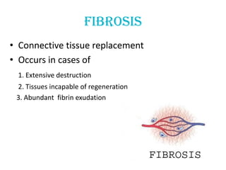 fibrosis
• Connective tissue replacement
• Occurs in cases of
 1. Extensive destruction
 2. Tissues incapable of regeneration
 3. Abundant fibrin exudation
 