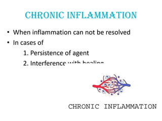 CHRONIC INFLAMMATION
• When inflammation can not be resolved
• In cases of
      1. Persistence of agent
      2. Interference with healing
 