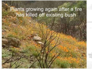 Plants growing again after a fire has killed off existing bush 