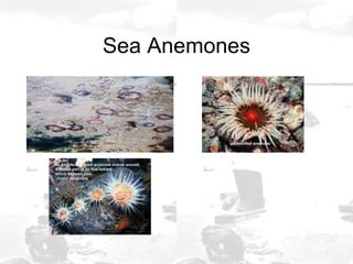 Sea Anemones 