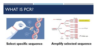 4-PCR principles.pdf