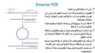 Inverse PCR

‫الـ‬ ‫عزل‬
DNA
‫الخلية‬ ‫من‬ ‫الكلي‬

‫الــ‬ ‫تقطيـع‬
DNA
‫الـي‬ ‫يؤدي‬ ‫الذي‬ ‫القطـع‬ ‫انزيمات‬ ‫احـد‬ ‫بواسـطه‬
‫الــــ‬ ‫مـــن‬ ‫مقاطـــع‬ ‫تكويـــن‬
DNA
‫الزجـــة‬ ‫النهايات‬ ‫نفـــس‬ ‫لهـــا‬
(
Stecky Ends
.)

‫الـ‬ ‫انزيم‬ ‫اضافة‬
ligase
‫مكونة‬ ‫ببعضها‬ ‫النهايات‬ ‫هذه‬ ‫يربط‬ ‫الذي‬
‫الـ‬ ‫من‬ ‫دائرية‬ ‫مقاطع‬
DNA

‫ـة‬‫ق‬‫المنط‬ ‫ـي‬‫ف‬ ‫ـع‬‫ط‬‫بالق‬ ‫يقوم‬ ‫ان‬ ‫ـث‬‫ي‬‫بح‬ ‫ـد‬‫ي‬‫جد‬ ‫ـع‬‫ط‬‫ق‬ ‫ـم‬‫ي‬‫انز‬ ‫ـتخدام‬‫س‬‫ا‬ ‫ـم‬‫ت‬‫ي‬
‫ـي‬‫ل‬‫ا‬ ‫ـه‬‫ق‬‫المعرو‬ ‫ـة‬‫ق‬‫المنط‬ ‫هذه‬ ‫انتقال‬ ‫ـي‬‫ل‬‫ا‬ ‫يؤدي‬ ‫ـا‬‫م‬‫م‬ ‫ـع‬‫ب‬‫التتا‬ ‫ـة‬‫ف‬‫معرو‬
‫المقطع‬ ‫اطراف‬

‫الــ‬ ‫تفاعـل‬ ‫اثناء‬ ‫كقالـب‬ ‫القطـع‬ ‫هذه‬ ‫تسـتخدم‬
PCR
‫ترتبـط‬ ‫بحيـث‬
‫االطراف‬ ‫علي‬ ‫توجد‬ ‫التي‬ ‫التتابع‬ ‫معروفه‬ ‫المنطقه‬ ‫في‬ ‫البرايمرز‬

‫الـ‬ ‫بواســطة‬ ‫المقطــع‬ ‫بهذا‬ ‫الخاص‬ ‫التتابــع‬ ‫تحديــد‬ ‫يتــم‬
DNA
sequencer
 