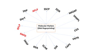 AFLP
RAPD
S
S
R
ISSR
R
F
L
P
MASAP
VNTR
CAPS
S
R
A
P
SSCP
SNP
COS
DArT
S
C
A
R
RDA
S
A
M
P
L
Molecular Markers
(DNA fingerprinting)
 