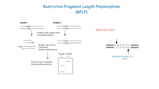 Restriction Fragment Length Polymorphism
(RFLP)
Restriction site?
Restriction Enzymes: E.g.,
EcoR1
 