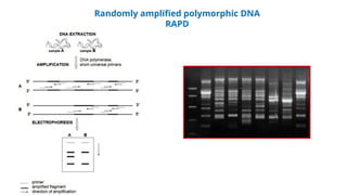 Randomly amplified polymorphic DNA
RAPD
 