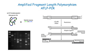 Amplified Fragment Length Polymorphism
AFLP-PCR
 