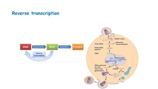 Reverse transcription
 