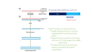 RNA AAAAAAAAAAAA
TTTTTT
oligo dT primer
All messenger RNAs (mRNA) have a poly A tail
The RT reaction can be primed by a:
target specific primer (i.e. primer
targeting VHSV nucleocapsid (N)
gene)
oligo dT primer (a primer consisting
of a run of T’s that targets the mRNA
poly A tail)
random primers (a mix of 6 base
primers consisting of random
nucleotides)
 