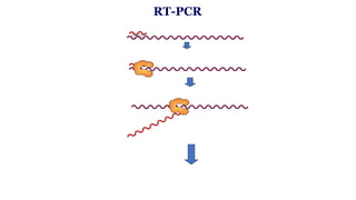 RT-PCR
mRNA
oligo dT
RT: Reverse transcriptase
cDNA
mRNA
5´
3´
5´ 3´
Templat for RT- PCR
 