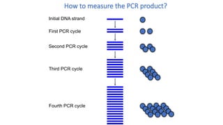 Initial DNA strand
First PCR cycle
Second PCR cycle
Third PCR cycle
Fourth PCR cycle
How to measure the PCR product?
 