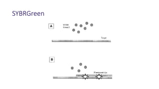 SYBRGreen
 