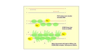 PCR makes more double-
stranded DNA
SYBR Green dye
binds to dsDNA
When illuminated with light at 490nm, the
SYBR+DNA complex fluoresces at 520nm.
5’ 3’
5’
3’
5’ 3’
5’
3’
5’ 3’
5’
3’
5’
5’
Taq
Taq
3’
5’
3’
Taq
Taq
5’
5’
l l l
l
l
 