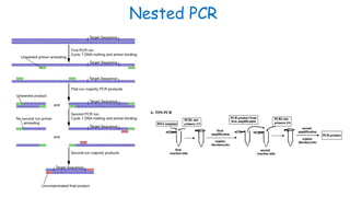 Nested PCR
 