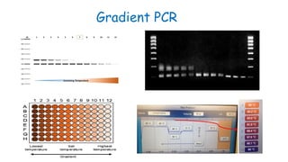 Gradient PCR
 