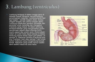  Lambung terdapat di dalam rongga perut di
sebelah bawah difragma, berupa kantong
penyimpanan makanan. Lambung terdiri dari
tiga bagian : kardiak (bagian atas), fundus
(bagian tengah) dan pilorus (bagian akhir).
Lambung melakukan gerakan peristaltik dan
pendular untuk meremas dan mengaduk
makanan yang masuk. Di dalam lambung
terdapat kelenjar yang menghasilkan enzim
pencernaan seperti asam khlorida (HCl),
enzim pepsin dan enzim renin. Enzim ptialin
dalam air ludah tidak dapat bekerja di dalam
lambung karena terlalu asam (pH sekitar 1,5
sampai 3). Makanan berada di lambung kira-
kira 3 sampai 4 jam atau sampai 7 jam untuk
bahan makanan yang mengandung banyak
lemak. Makanan yang sudah hancur sedikit
demi sedikit masuk ke usus halus.
17
 