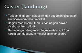  Terletak di daerah epigastrik dan sebagian di sebelah
kiri hipokondrik dan umbilikal.
 Bagian atas disebut fundus dan bagian bawah
disebut antrum pilorik.
 Berhubungan dengan esofagus melalui spinkter
kardia dan duodenum melalui spinkter pilorik.
18
 