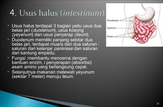  Usus halus terdapat 3 bagian yaitu usus dua
belas jari (duodenum), usus kosong
(yeyenum) dan usus penyerap (ileum).
 Duodenum memiliki panjang sekitar dua
belas jari, terdapat muara dari dua saluran :
saluran dari kelenjar pankreas dan saluran
dari kantung empedu.
 Fungsi :membantu mencerna dengan
bantuan enzim, i penyerapan (absorbsi)
asam amino yang berlangsung cepat.
 Selanjutnya makanan melewati yeyunum
(sekitar 7 meter) menuju ileum.
22
 