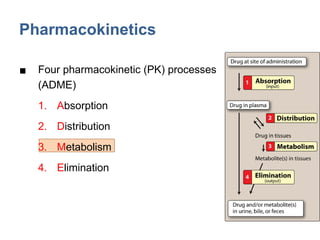 Comprehensive Overview of Pharmacokinetics: ADME Processes and Drug ...