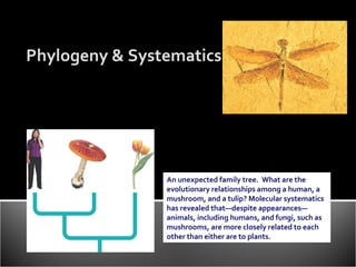 2004-2005 Phylogeny & Systematics An unexpected family tree.  What are the evolutionary relationships among a human, a mushroom, and a tulip? Molecular systematics has revealed that—despite appearances—animals, including humans, and fungi, such as mushrooms, are more closely related to each other than either are to plants. 