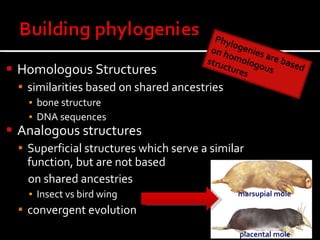 Phylogeny | PPT