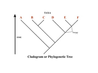 TAXA 
A B C D E F 
TIME 
lineage 
or clade 
Cladogram or Phylogenetic Tree 
 