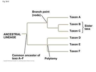 Fig. 26-5 
Sister 
taxa 
ANCESTRAL 
LINEAGE 
Taxon A 
Branch point 
(node) 
Polytomy 
Common ancestor of 
taxa A–F 
Taxon B 
Taxon C 
Taxon D 
Taxon E 
Taxon F 
 