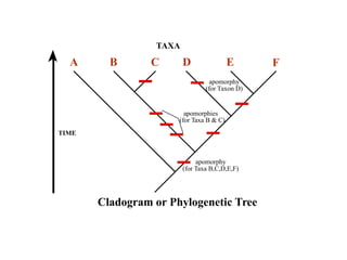 TAXA 
A B C D E F 
apomorphy 
(for Taxon D) 
apomorphies 
(for Taxa B  C) 
apomorphy 
(for Taxa B,C,D,E,F) 
TIME 
Cladogram or Phylogenetic Tree 
 