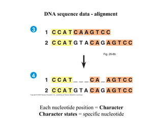 Fig. 26-8b 
3 
4 
DNA sequence data - alignment 
Each nucleotide position = Character 
Character states = specific nucleotide 
 