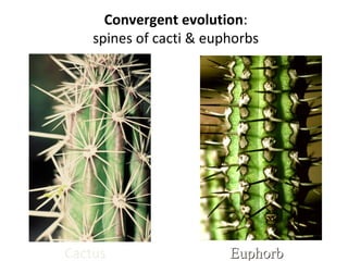 Convergent evolution: 
spines of cacti  euphorbs 
Cactus Euphorb 
 