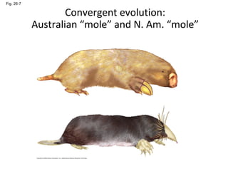 Fig. 26-7 
Convergent evolution: 
Australian “mole” and N. Am. “mole” 
 
