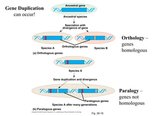 Orthologous genes 
Species A Species B 
Species A 
Gene duplication and divergence 
Fig. 26-18 
Speciation with 
divergence of gene 
(a) Orthologous genes 
(b) Paralogous genes 
Ancestral gene 
Ancestral species 
Paralogous genes 
Species A after many generations 
Orthology – 
genes 
homologous 
Paralogy – 
genes not 
homologous 
Gene Duplication 
can occur! 
 