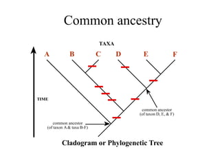 Common ancestry 
TAXA 
A B C D E F 
TIME 
common ancestor 
(of taxon A  taxa B-F) 
common ancestor 
(of taxon D, E,  F) 
Cladogram or Phylogenetic Tree 
 