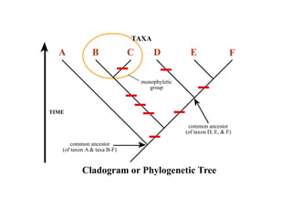 TAXA 
A B C D E F 
monophyletic 
group 
TIME 
common ancestor 
(of taxon A  taxa B-F) 
common ancestor 
(of taxon D, E,  F) 
Cladogram or Phylogenetic Tree 
 