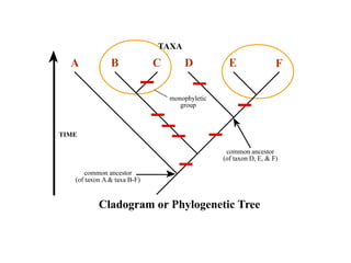 TAXA 
A B C D E F 
monophyletic 
group 
TIME 
common ancestor 
(of taxon A  taxa B-F) 
common ancestor 
(of taxon D, E,  F) 
Cladogram or Phylogenetic Tree 
 