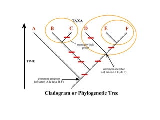 TAXA 
A B C D E F 
monophyletic 
group 
TIME 
common ancestor 
(of taxon A  taxa B-F) 
common ancestor 
(of taxon D, E,  F) 
Cladogram or Phylogenetic Tree 
 