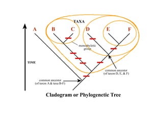 TAXA 
A B C D E F 
monophyletic 
group 
TIME 
common ancestor 
(of taxon A  taxa B-F) 
common ancestor 
(of taxon D, E,  F) 
Cladogram or Phylogenetic Tree 
 