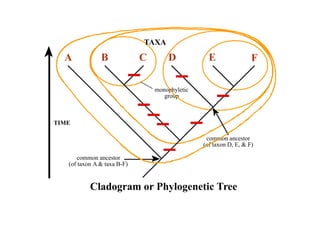 TAXA 
A B C D E F 
monophyletic 
group 
TIME 
common ancestor 
(of taxon A  taxa B-F) 
common ancestor 
(of taxon D, E,  F) 
Cladogram or Phylogenetic Tree 
 