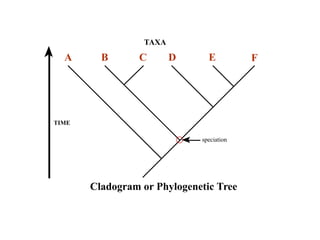 TAXA 
A B C D E F 
TIME 
speciation 
Cladogram or Phylogenetic Tree 
 