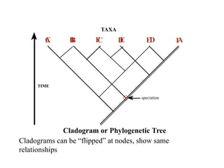 TAXA 
C B F E D A 
A B C D E F 
TIME 
speciation 
Cladogram or Phylogenetic Tree 
Cladograms can be “flipped” at nodes, show same 
relationships 
 